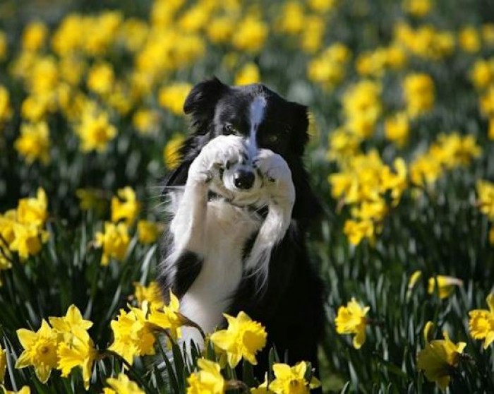 26th March: Dogs & Daffs Charity Walk, Hatfield House