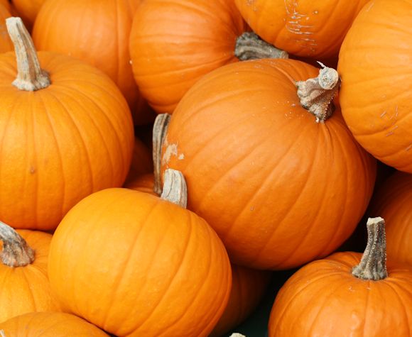 26th Oct: Pumpkin Trail & Treats, Pumpkin Disco, Knebworth
