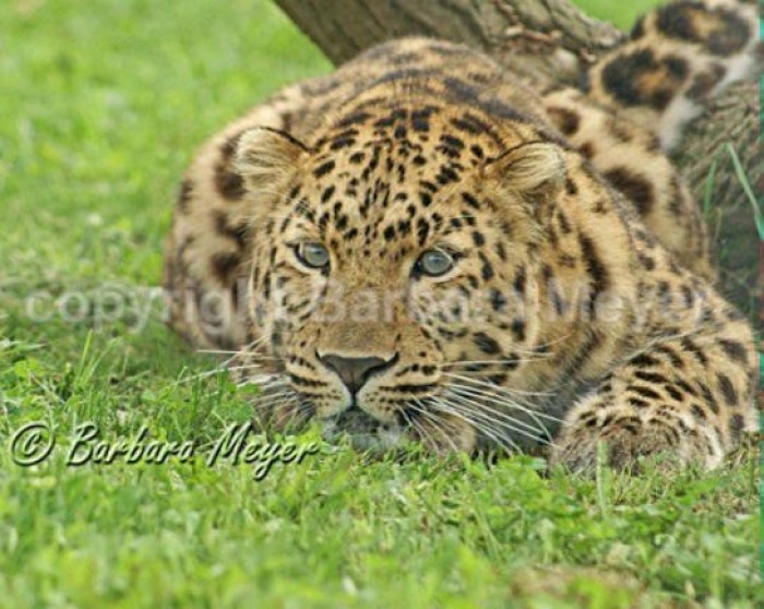 7th Oct: Big and Small Wild Cats Photography Workshop, Welwyn