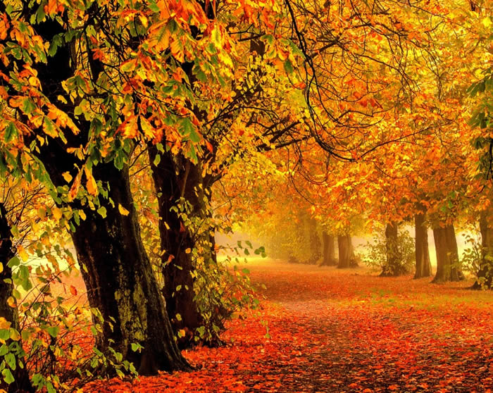 Autumn's Market Comment 2019: Autumn Leaves us Guessing | Putterills of ...