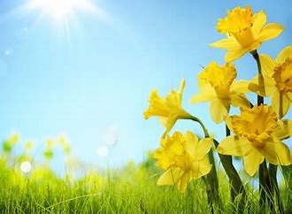 Daffodilss